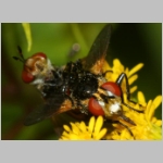 Gymnosoma sp - Raupenfliege 26a 6mm Sandgrube Niedringhaussee.jpg